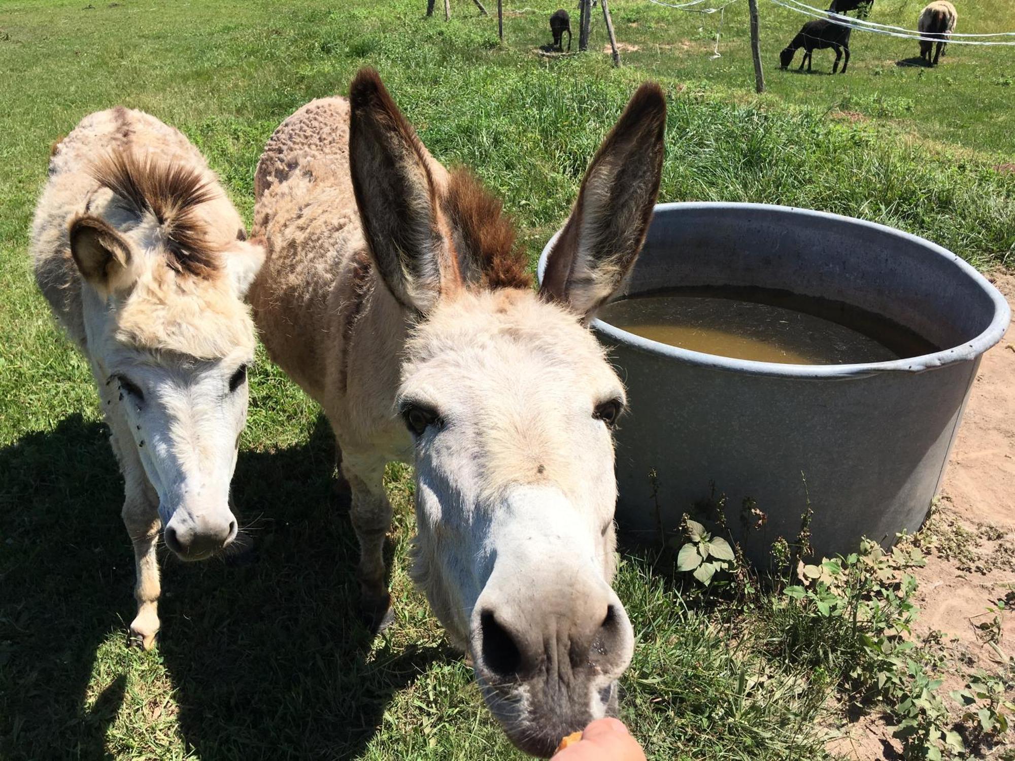 Camping La Ferme De Perdigat Limeuil エクステリア 写真
